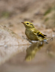 Fototapeta premium Lemon-rumped warbler