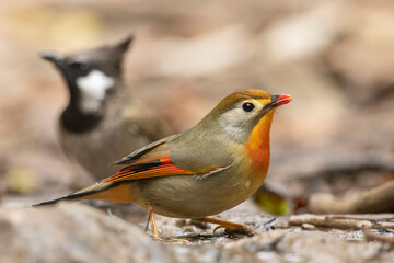 red billed leiothrix at water stream in forest 