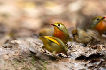 red billed leiothrix at water stream in forest 