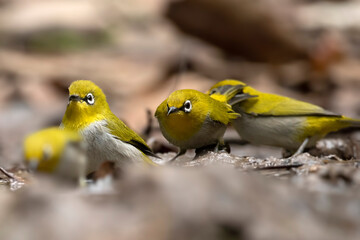 Fototapeta premium Flock of Indian white-eye at water stream 