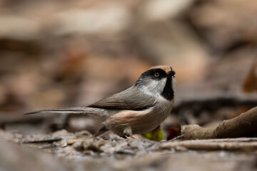 White-cheeked bushtit