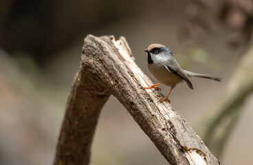 White-cheeked bushtit