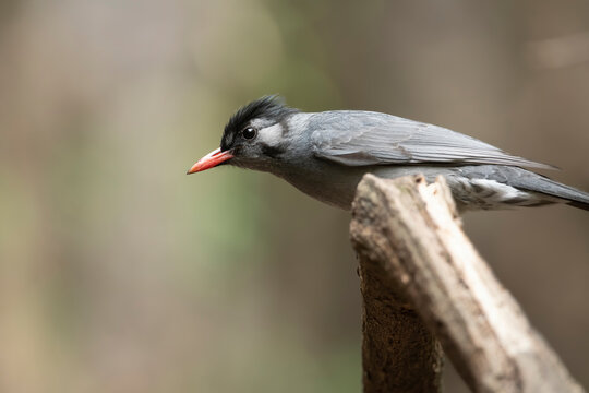 Himalayan Black Bulbul 