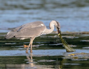 great blue heron in the water