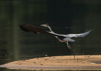 heron in flight