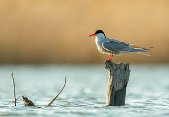 black headed gull