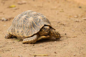 Indian star tortoise walking around
