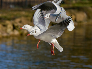  Three seagulls flying over a pond in a city park