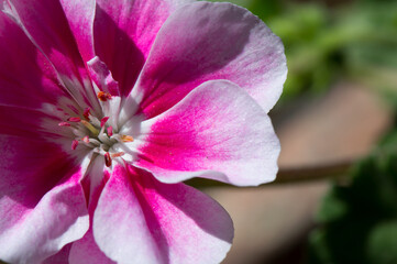 Fototapeta na wymiar Close up of pink geranium flowers, Pelargonium zonale