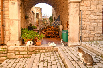 A family of cats in a street of Buonalbergo, a mountain village in the province of Benevento, Italy.