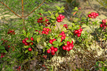 beautiful and ripe cowberries, cranberries, lingonberries, foxberries  bush on white moss with bokeh - colorful autumn wallpaper