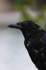 Portrait of Crow in the rain