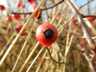  Nature photo © Владимир Мандзюк