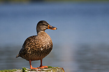 Stockenten weibchen sonnt sich in der Mittagssonne