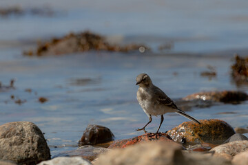 Jugendliche bachstelze am strand von Poel