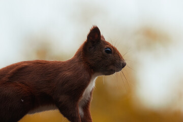 Eichhoernchen Portrait vor verschwommenem Hintergrund © Flerlage.photo
