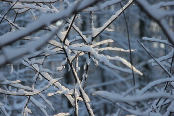 forest thicket after a snowfall