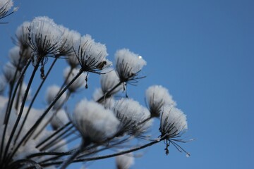 part of the inflorescence of a plant of the family of compound flowers covered with snow