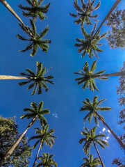 palm trees against blue sky