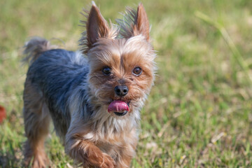 公園の芝生を走るヨークシャテリア