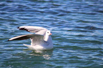 seagulls on flight