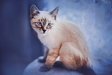 A beautiful cute Thai kitten sits on a scratching post at home and looks curiously. Favorite pet.