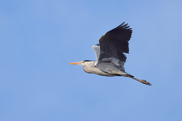 Graureiher (Ardea cinerea)