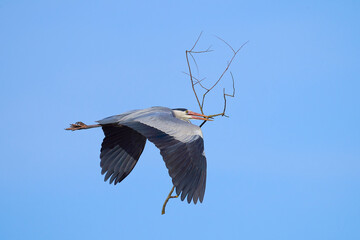 Graureiher (Ardea cinerea)