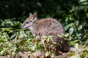 Parma wallaby (Macropus parma) in bush - obrazy, fototapety, plakaty