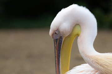 Close Up Portrait Head Shot Of a Pelican