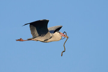 Graureiher (Ardea cinerea)