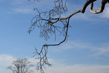 tree branches against the sky