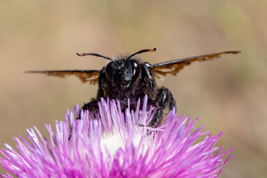 The European carpenter bee is a species of hymenoptera apocrite of the Apidae family.