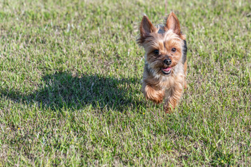 公園の芝生を走るヨークシャテリア