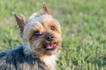 公園の芝生を走るヨークシャテリア