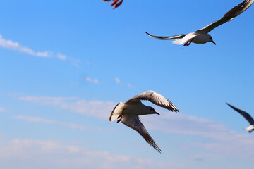 seagulls on flight