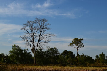 Obraz premium pine tree in the field