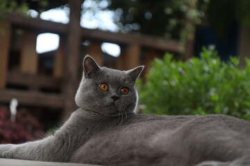 Gray british cat on a background of plants. Resting gray cat