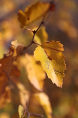 Autumn leaves on the tree. Yellow birch leaves in autumn