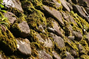石垣とコケ