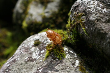 セミの抜け殻とコケと石