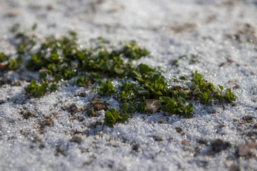 Plants growing through the snow in winter. Plants in spring.