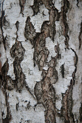 Bark of a tree. Bark of birch tree. Macro photo of birch bark.