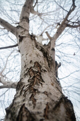 Obraz premium Trunk of a birch. Birch in winter. Beautiful birch. Abstraction. Trees in winter.