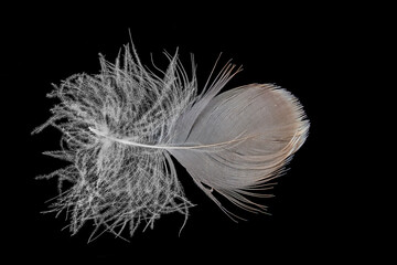 Macro shot of a brown and white Canada goose feather