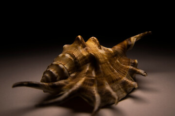 Fototapeta premium Background with shell. Macro photo of a seashell. Sea shell. Background with sea shell. Sea shell