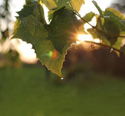 green leaf of grapes with a drop of dew in the rays of the sun. vineyard at sunset