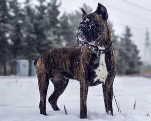 cane corso dog in snow - obrazy, fototapety, plakaty