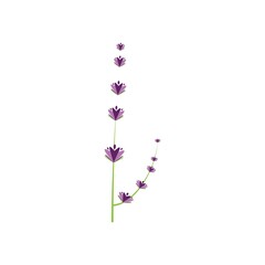 Fresh Lavender flower logo vector flat design