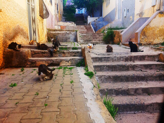 lovely cats in fes street